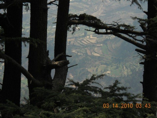 वृक्षों के मध्य से पहाडी खेतों का प्यारा सा नजारा।