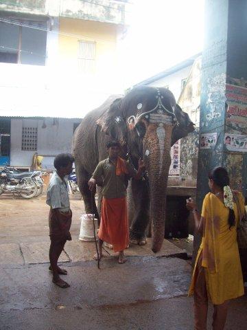 23. Elephant in the premises 23. Elephant in the premises