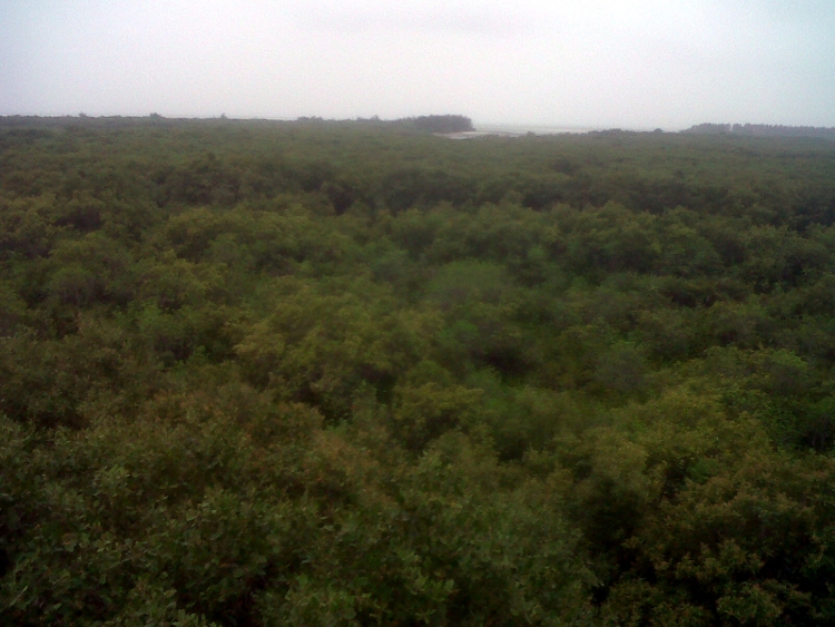 Pic-36 From the watch tower through phone camera ñ need a good DLSR Pic-36 From the watch tower through phone camera ñ need a good DLSR