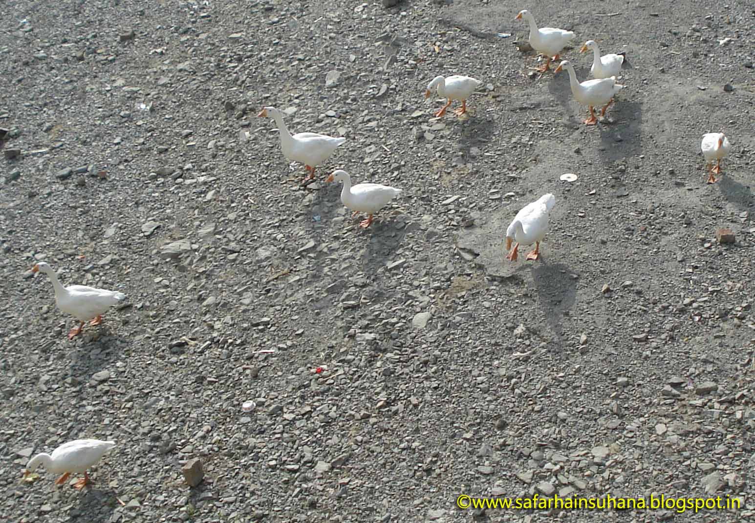 5 beautiful ducks at bheemtal 5 beautiful ducks at bheemtal