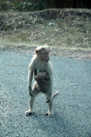 Monkey and the baby crossing road