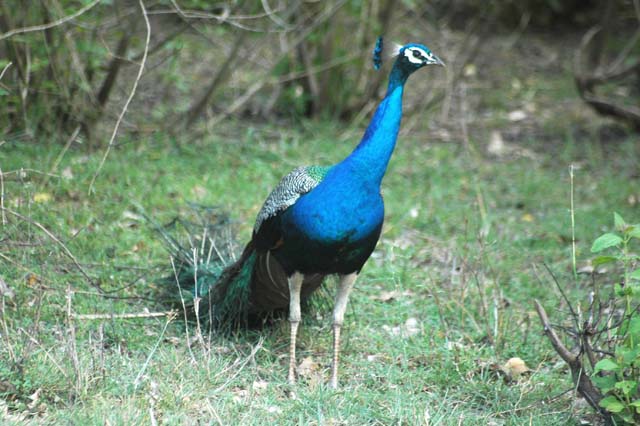 Tai ji – Peacock