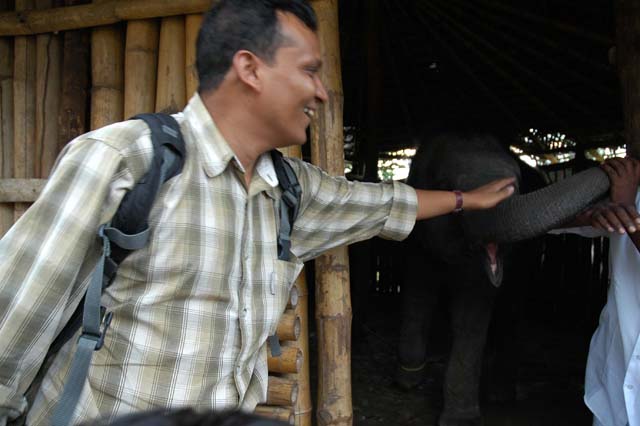 Elephant in the museum