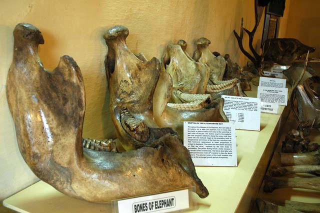 Elephant bones