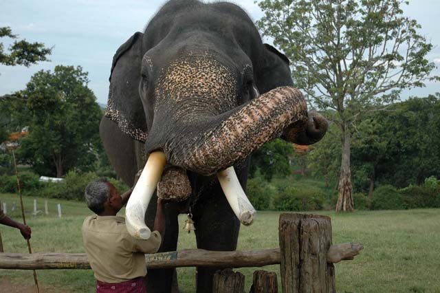 Elephant having his dinner