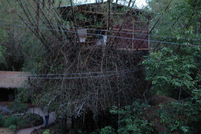 Tree House room