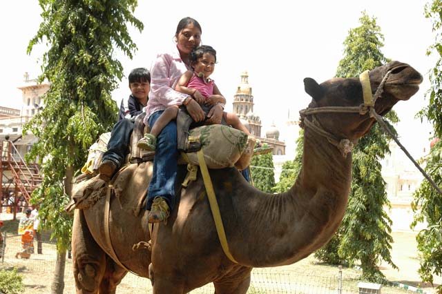 Camal ride – Mysore Palace