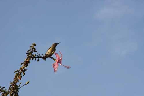 hummer