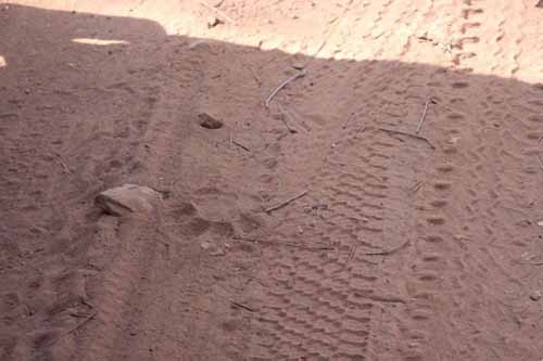 pugmarks