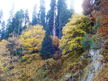 colors-of-kashmir