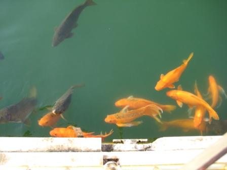 Coloured Fish in the Amrit Sarovar
