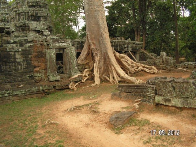 Silk-cotton trees with octopus like tentacles