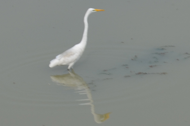 Herons