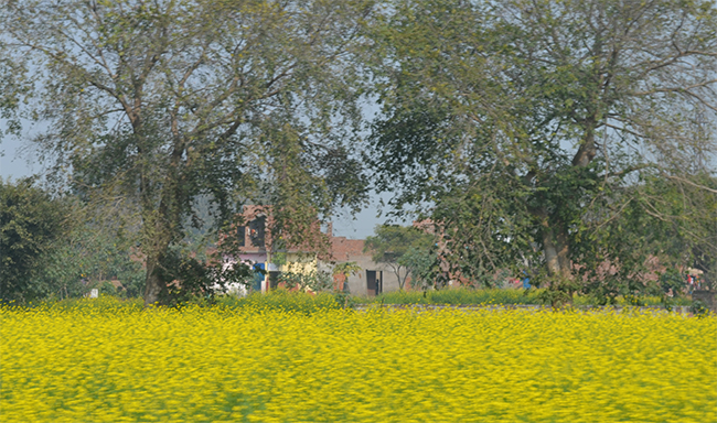 Mustard Fields