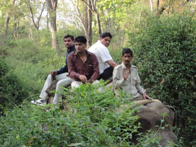 à¤¹à¤¾à¤¥à¥€ à¤ªà¤° à¤¹à¤®à¤¾à¤°à¥€ à¤¸à¤«à¤¾à¤°à¥€