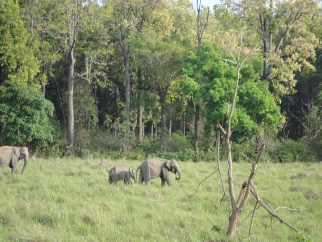 à¤—à¥‡à¤¸à¥à¤Ÿ à¤¹à¤¾à¤‰à¤¸ à¤•à¥‡ à¤ªà¤¾à¤¸ à¤¹à¤¾à¤¥à¥€
