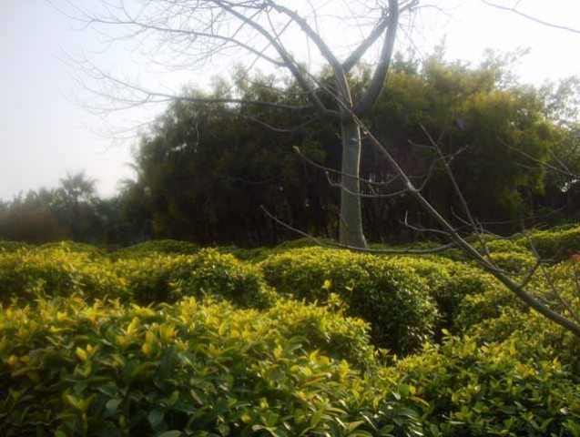 Design to give feel of Tea garden