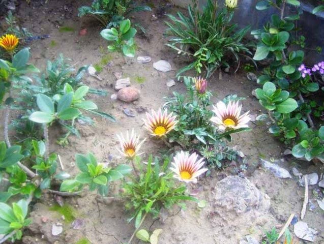 Beautiful flower
