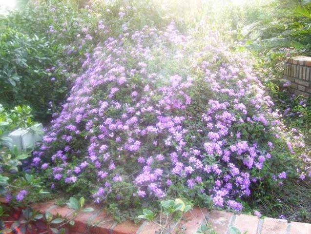 Beautiful flower