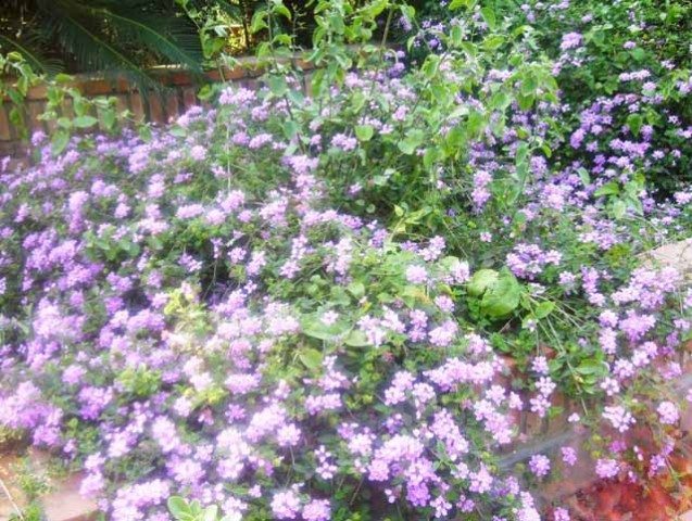 Beautiful flower