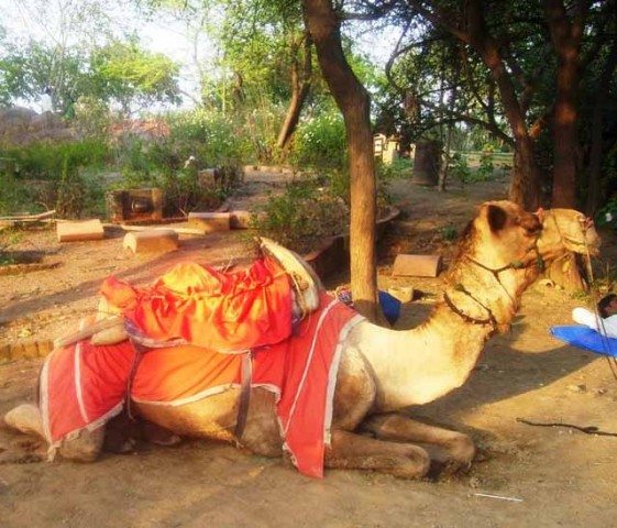 Camel in rest before ride