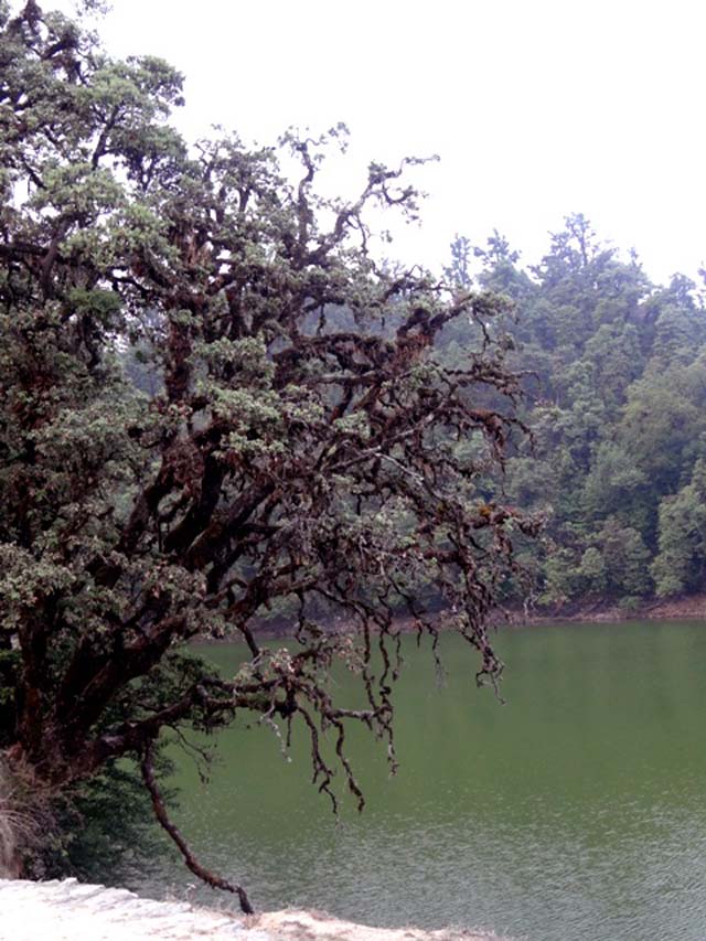 The tree with low hanging branches - Ghumakkar - Inspiring travel ...