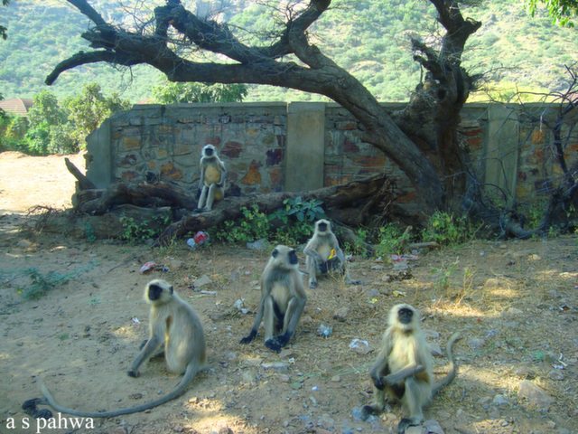  पुष्कर के रास्ते में लंगूर बहुत हैं