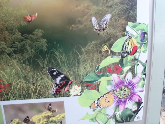 Some of te species at Butterfly park