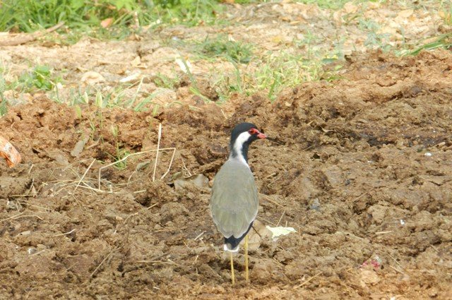 Birds are always beautiful