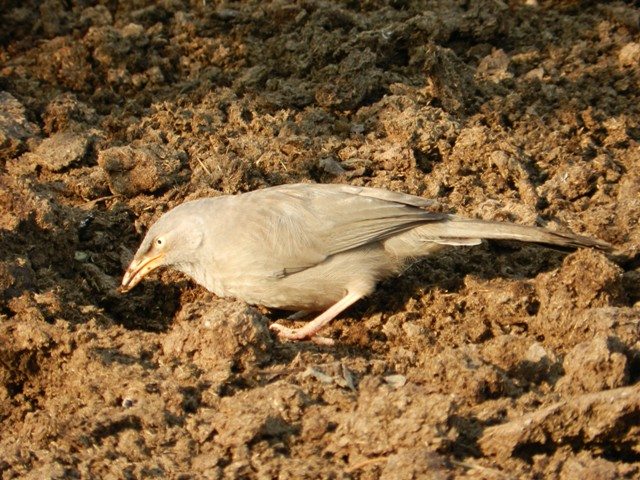 In search of Insects