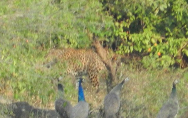 Leopard Shying away