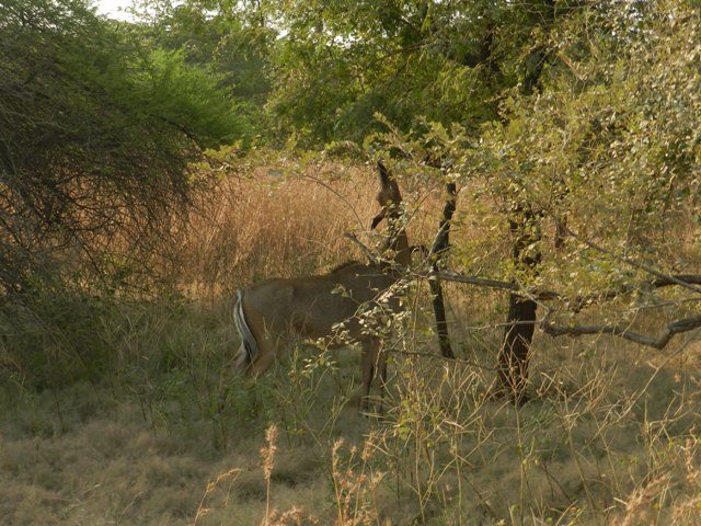 One of many Antelopes