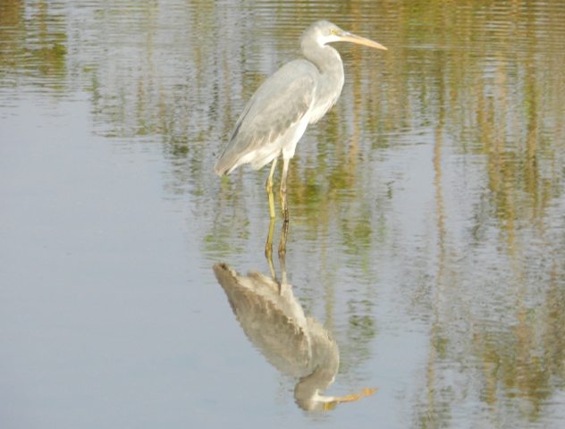 Perfect reflection