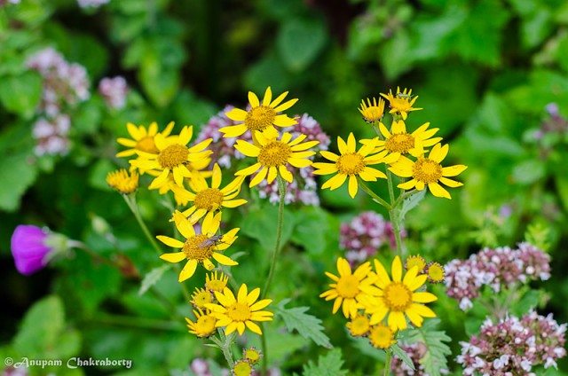 Botanical name of these flowers is Senecio Laetus
