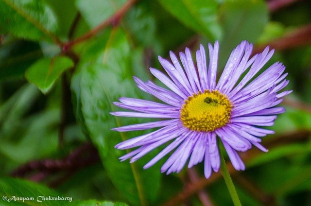 This dark purple flower has its botanical name "Erigeron Multiradiatus"