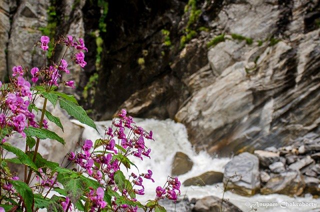 Balsams (Dog Flower) on the bank of river Pushpawati
