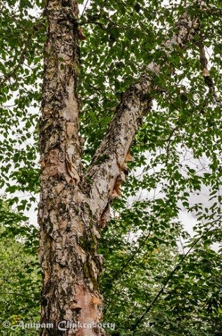 Himalayan birch (Bhojpatra tree)!
