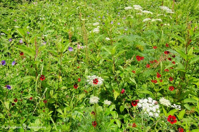 Colourful tiny flowers in the valley