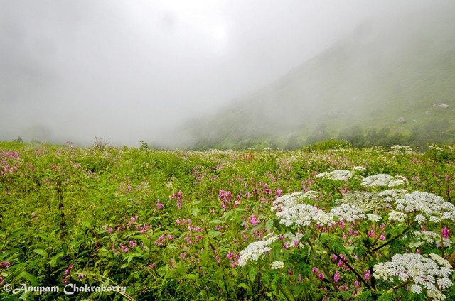 The white flower is Angelica and the pinks are Balsams (Dog Flowers)