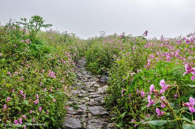 The stone paved trails continued!