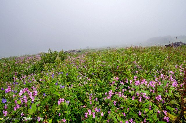 The magical sight of the Valley of Flowers