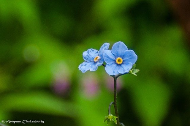 They call this tiny flower as Forget me Not! (Botanical name of this is - Eritrichium)