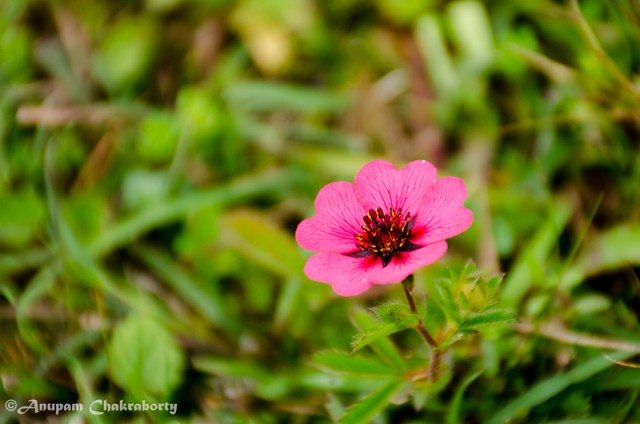 A beautiful Potentilla