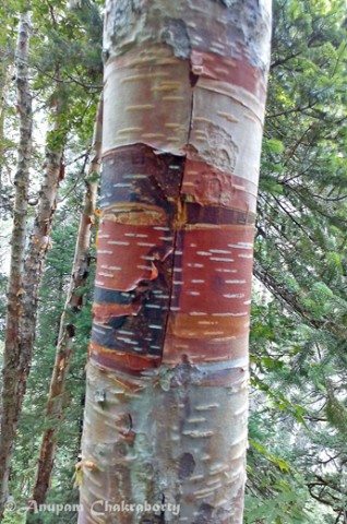 Bhojpatra tree - its barks were used in ancient times for writing